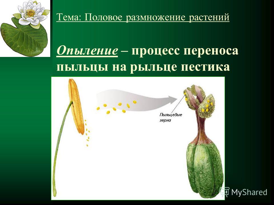 Тема: Половое размножение растений Опыление – процесс переноса пыльцы на рыльце пестика