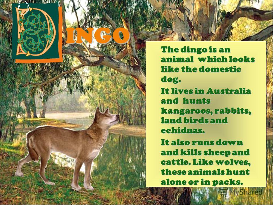 INGO Thedingo is an animal which looks like the domestic dog. The dingo is an animal which looks like the domestic dog. It lives in Australia and hunts kangaroos, rabbits, land birds and echidnas. It also runs down and kills sheep and cattle. Like wo
