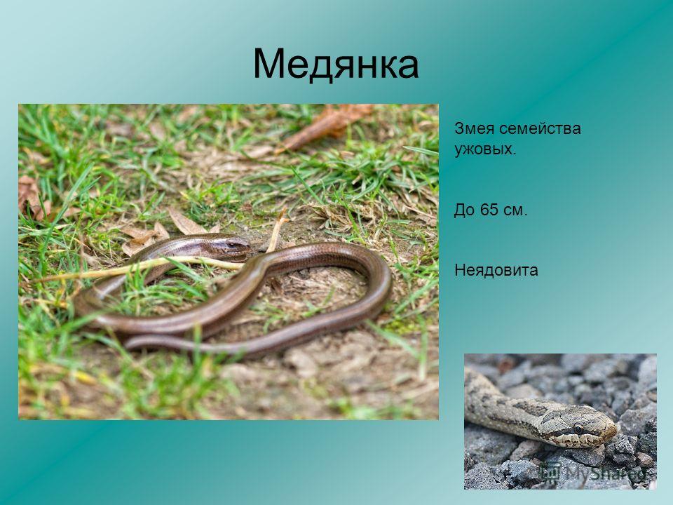фото змеи медянки и гадюки онлайн