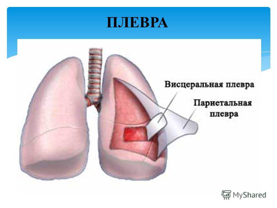 Вагина и плевра