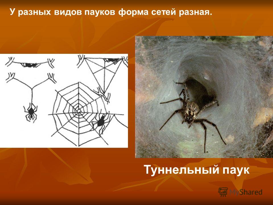 Родинка из трех родинок