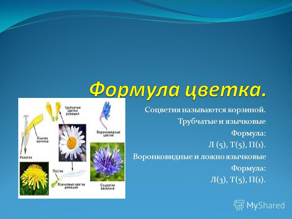 Формула цветка астровых Формула цветка астровых