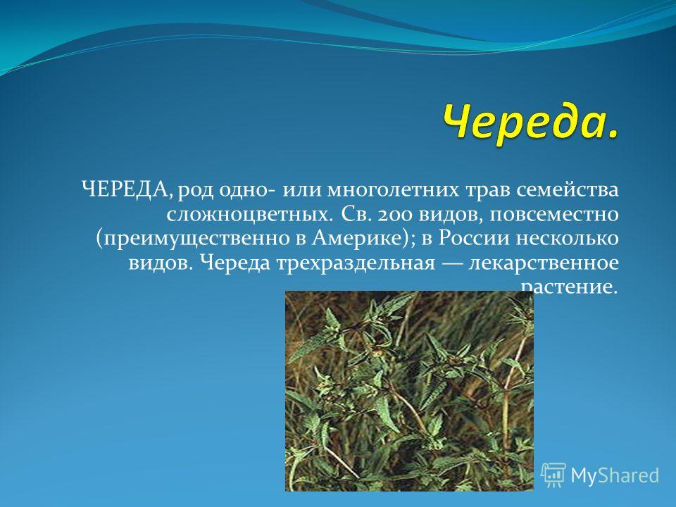 ЧЕРЕДА, род одно- или многолетних трав семейства сложноцветных. Св. 200 видов, повсеместно (преимущественно в Америке); в России несколько видов. Череда трехраздельная лекарственное растение.