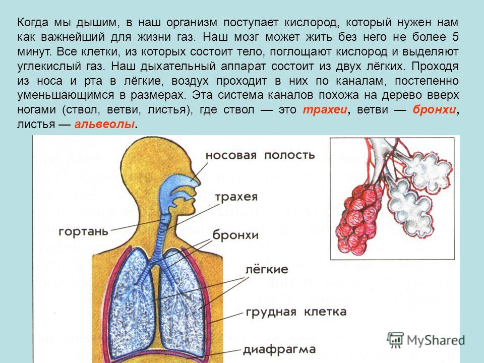 Почему образуются газы в организме Почему образуются газы в организме