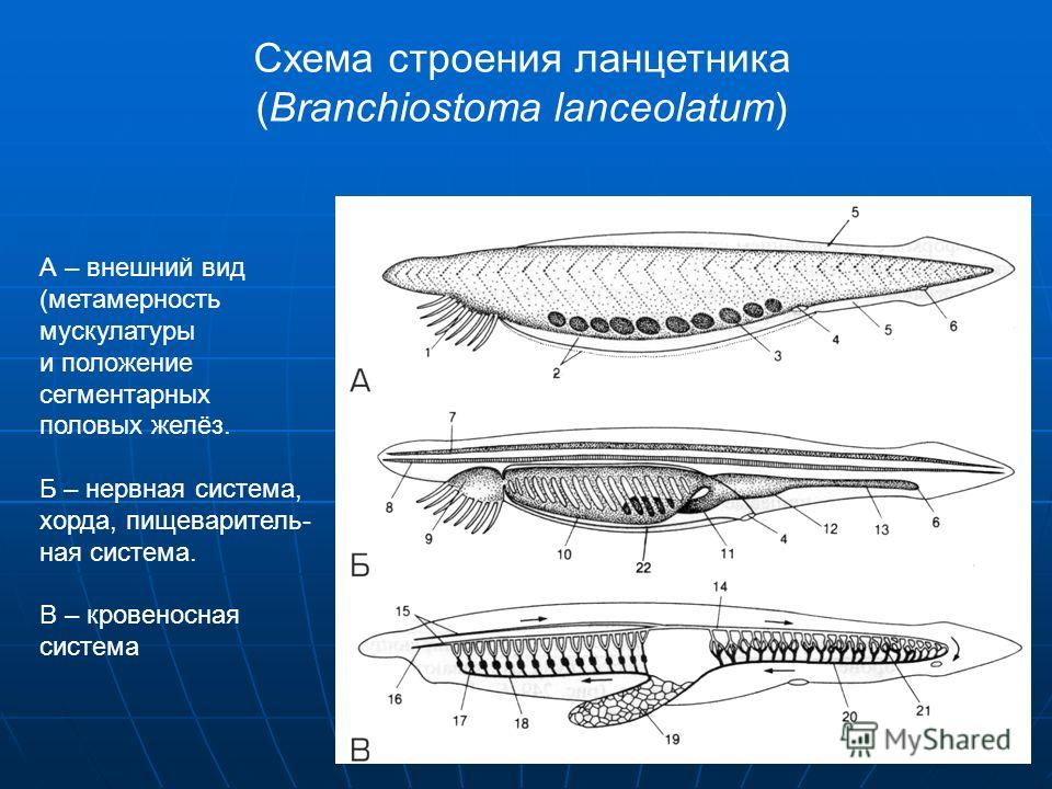 Составить план схему строения и жизнедеятельности ланцетника