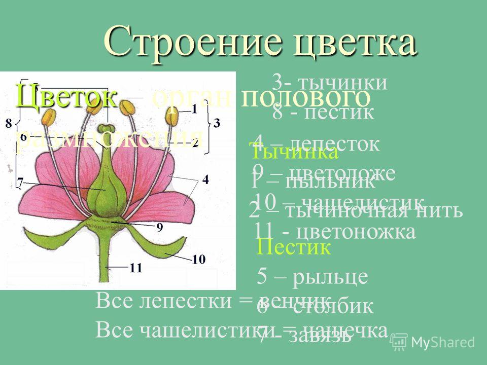 Цветок и семя строение Цветок и семя строение