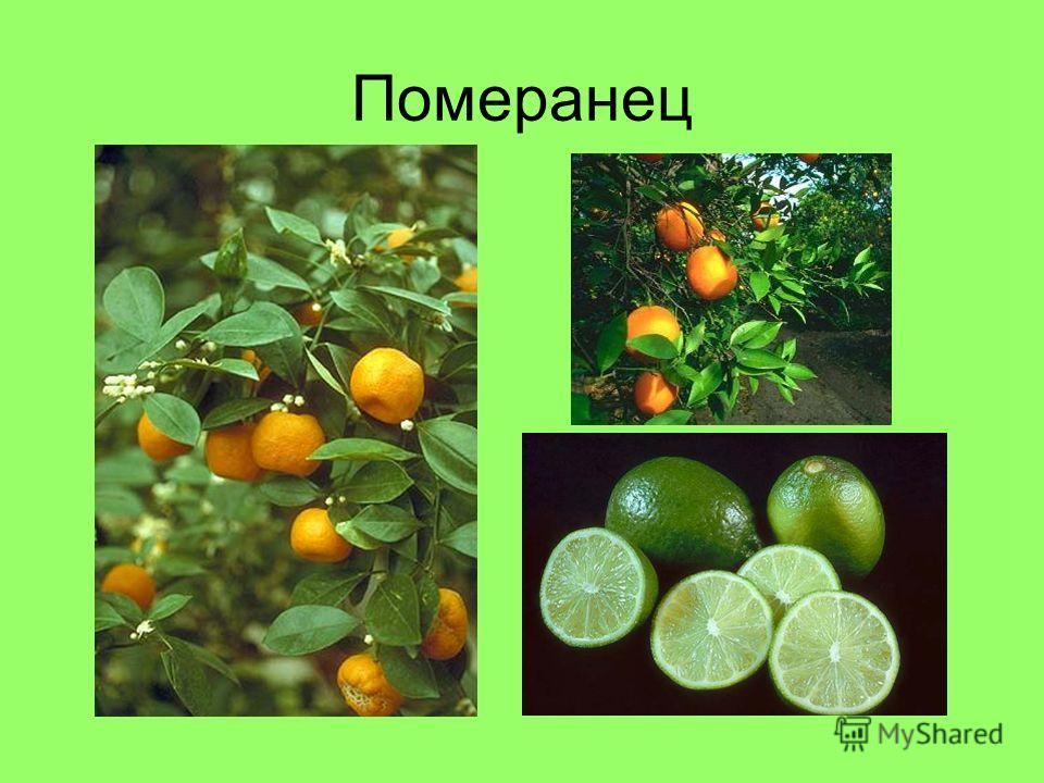 Инсеминация - что это, стоимость, отзывы / Замершая беременность: причины, симптомы, последствия, лечение