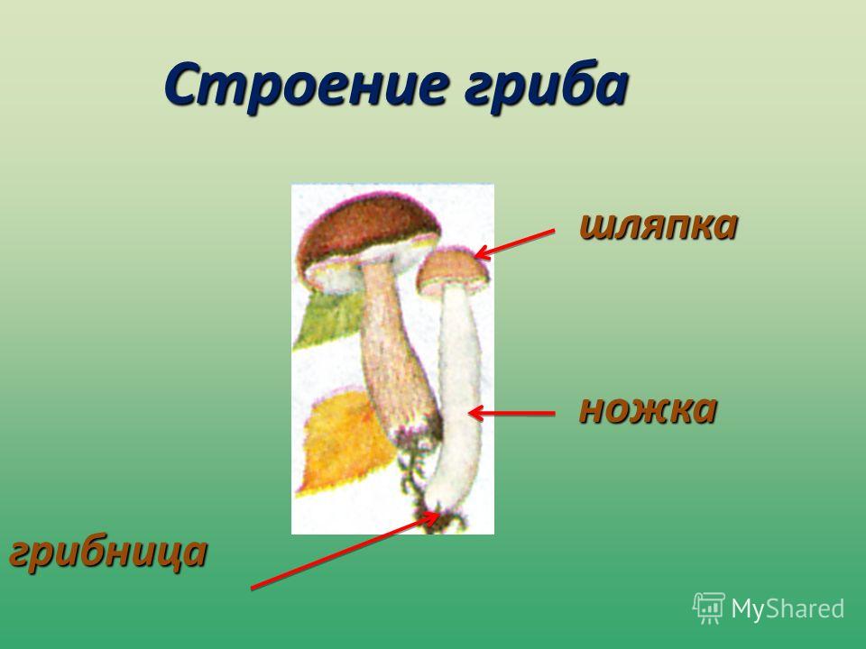 Строение гриба шляпка ножка грибница