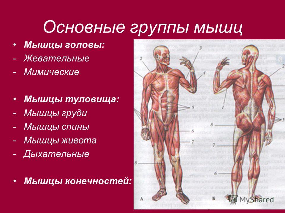 Конспект урока по биологии 8 класс мышцы их строение и функции