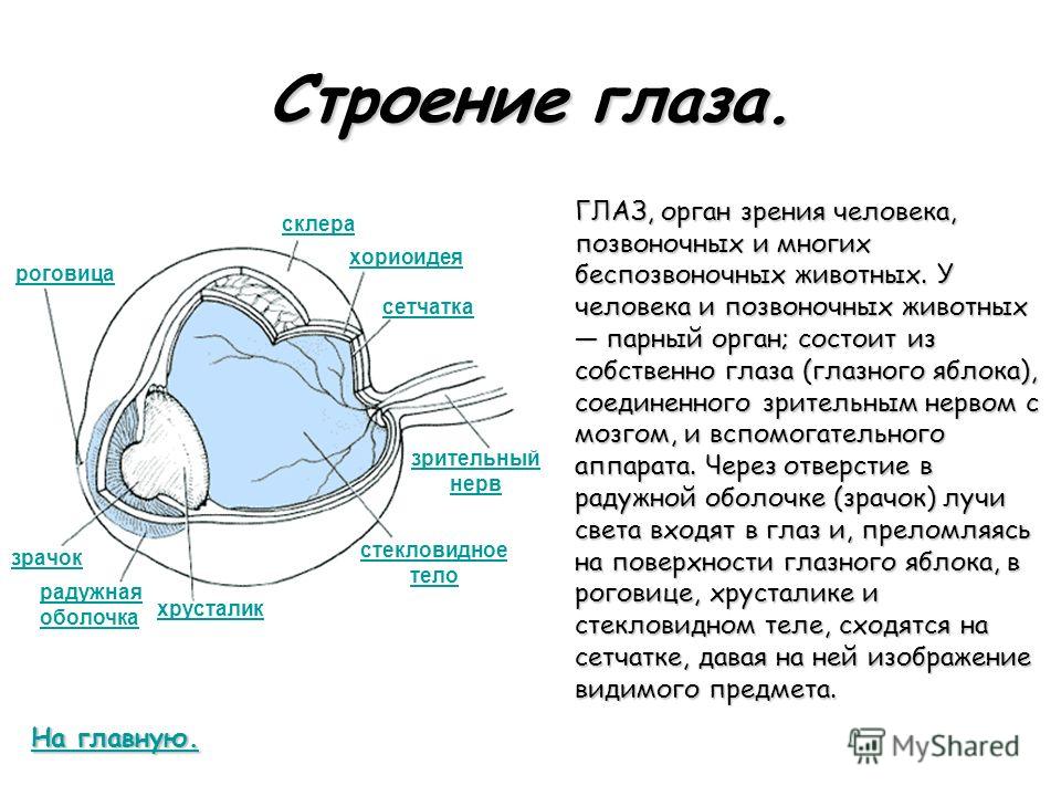 схема строения глаза