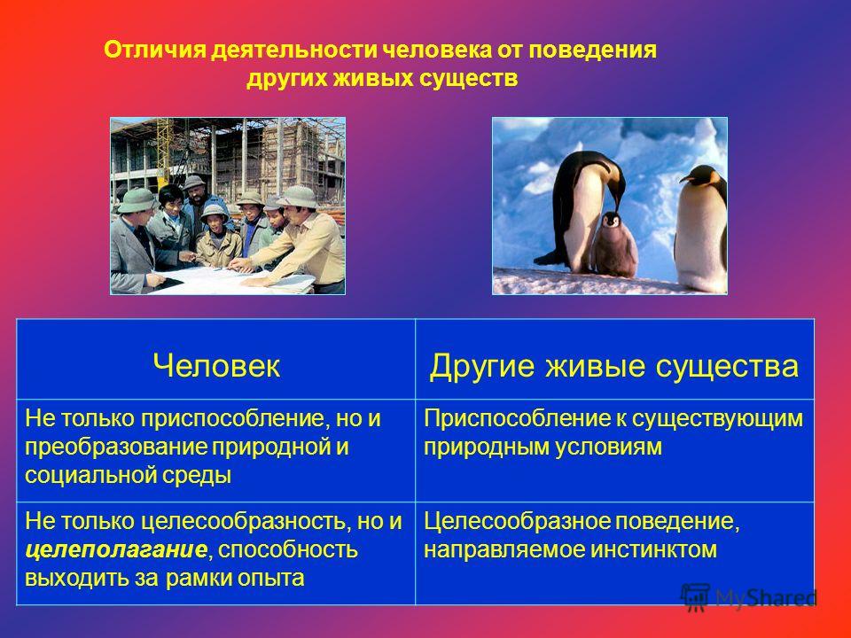 Характеристики поведения деятельности отношения человека Характеристики поведения деятельности отношения человека