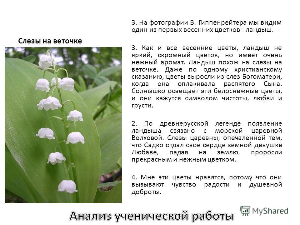 Сочинение 2 Класс Цветок Сочинение 2 Класс Цветок