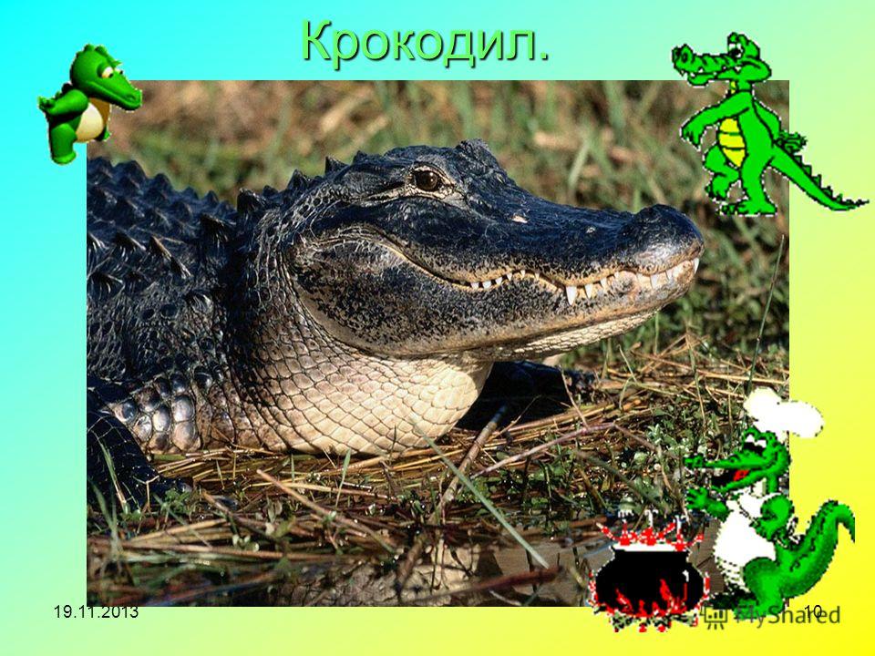 Крокодил Доклад 3 Класс