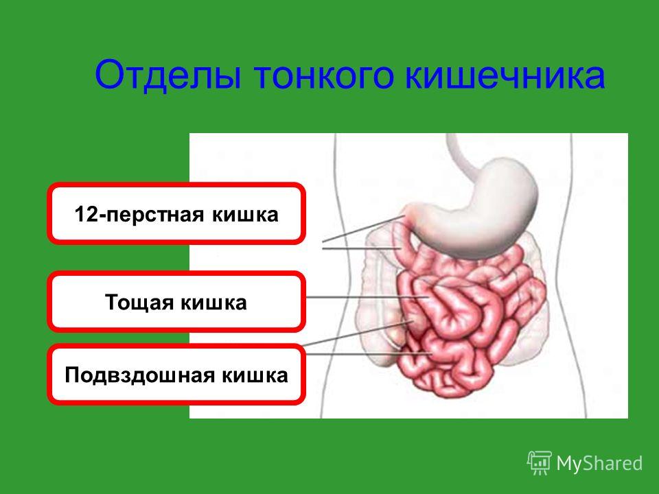 12 Перстная Кишка Человека Фото