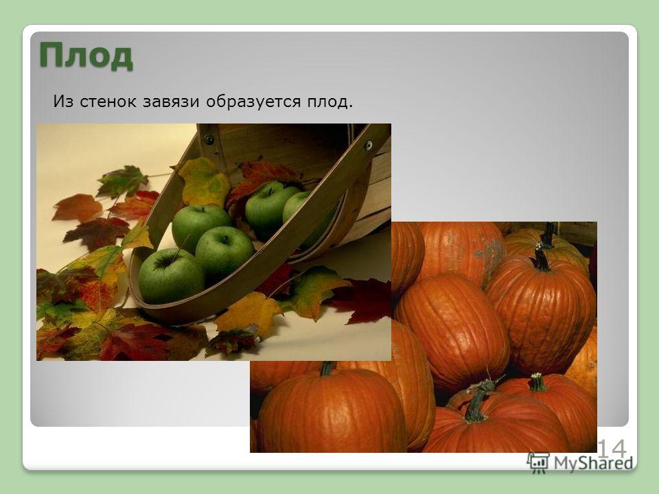 Из завязи образуется плод Из завязи образуется плод
