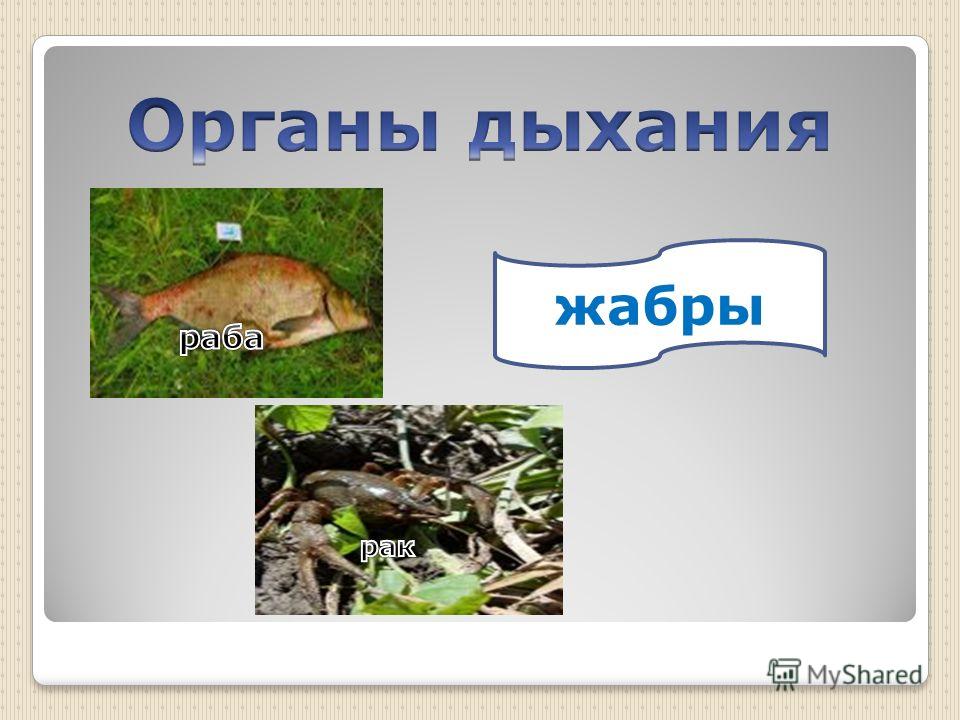 Доклад по биологии для 5 класса можно жить и не дышать