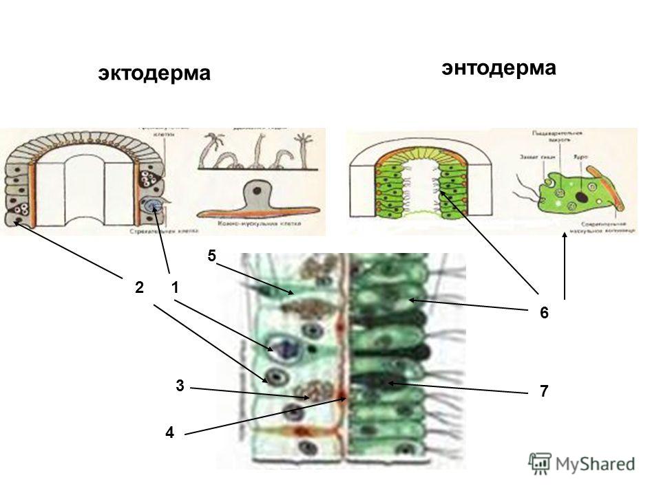 Реснички органоиды передвижения Реснички органоиды передвижения