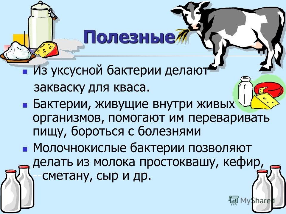 Как сделать бактерии для ребенка из молока Как сделать бактерии для ребенка из молока