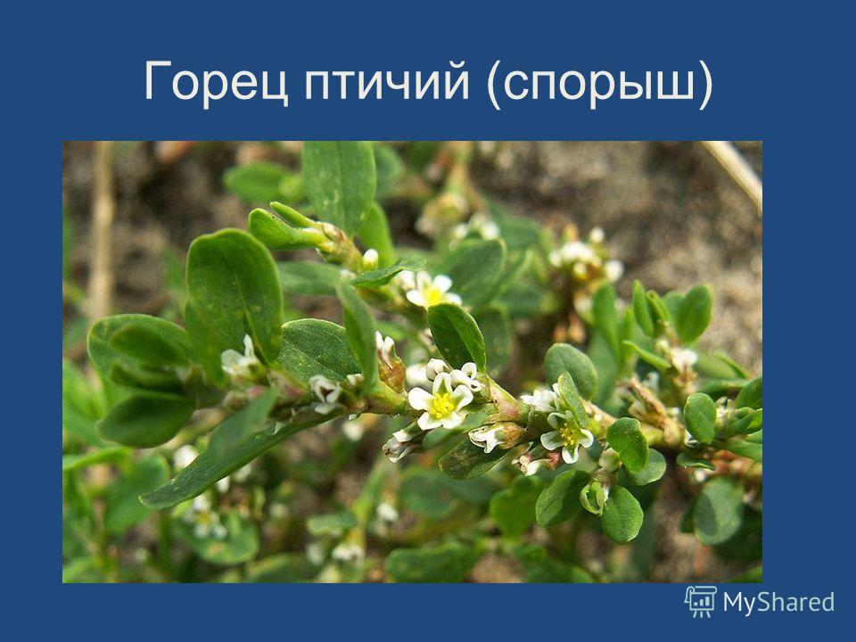 гвоздика пижма от паразитов гвоздика пижма от паразитов