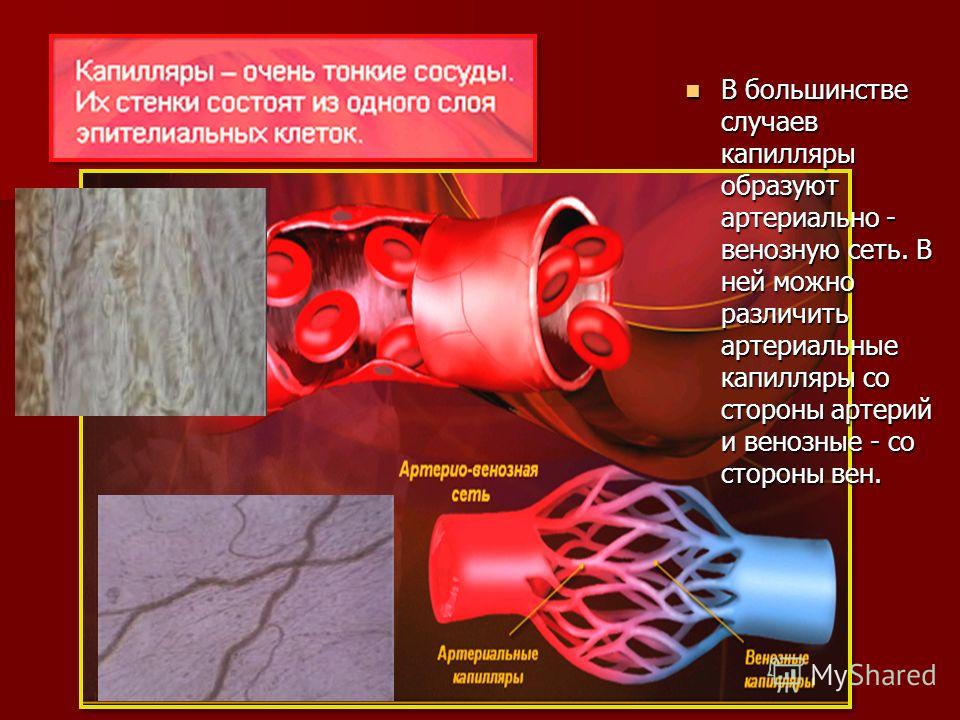 В большинстве случаев капилляры образуют артериально - венозную сеть. В ней можно различить артериальные капилляры со стороны артерий и венозные - со стороны вен. В большинстве случаев капилляры образуют артериально - венозную сеть. В ней можно разли