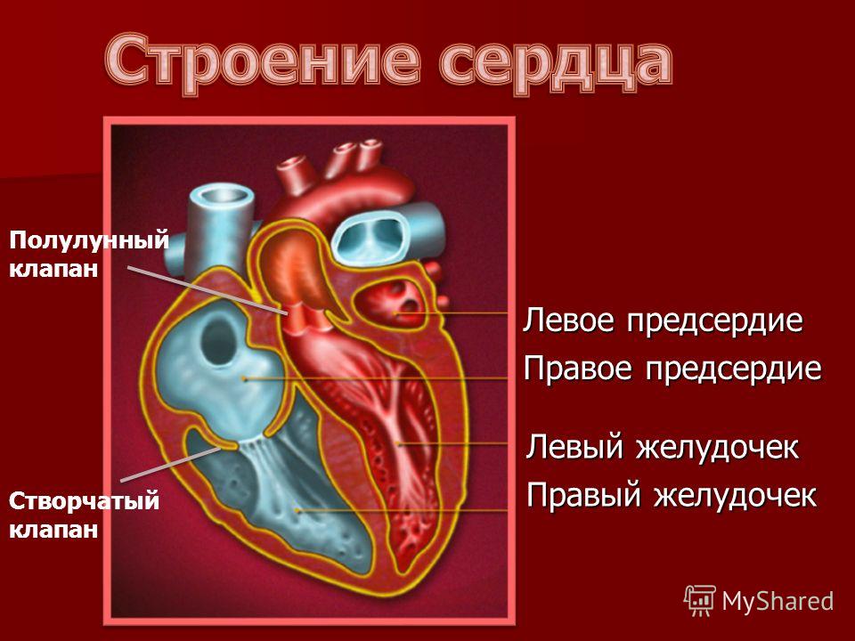 Левое предсердие Правое предсердие Левый желудочек Правый желудочек Створчатый клапан Полулунный клапан