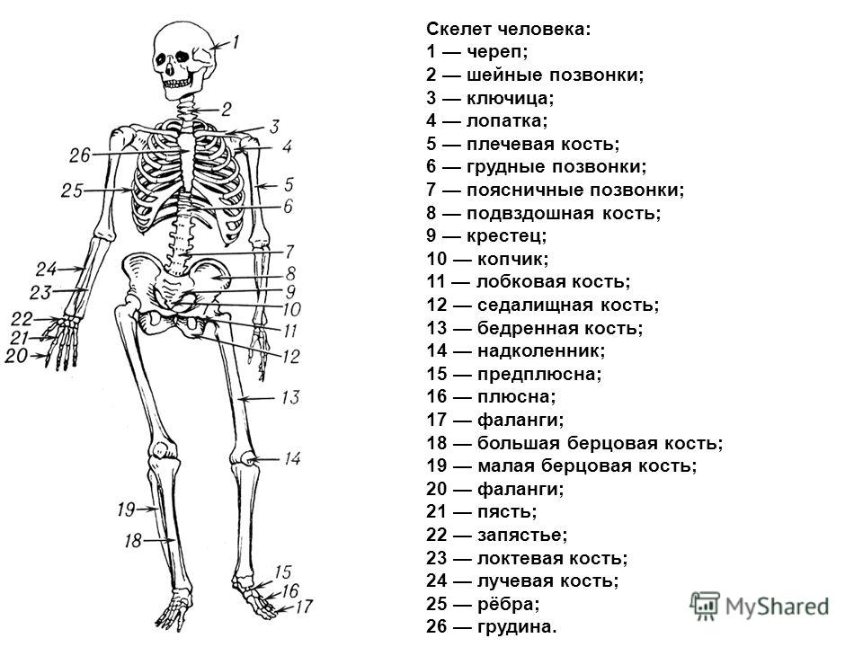 Строение Скелета Человека Фото