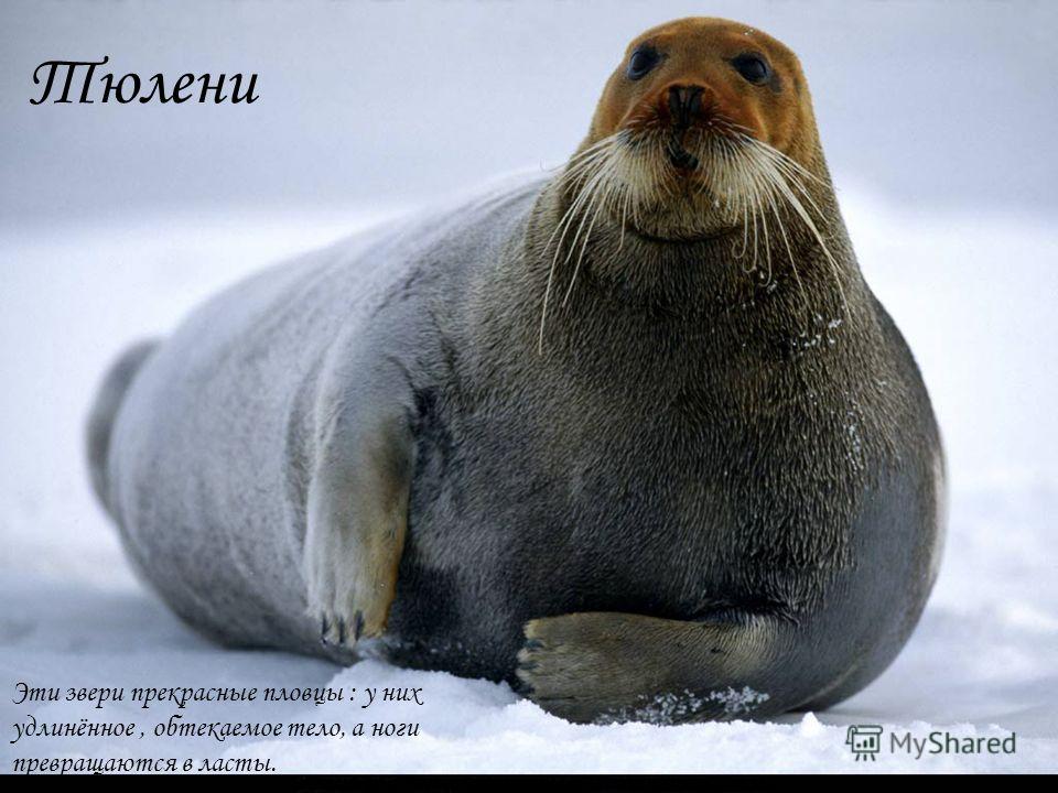 Тюлени Эти звери прекрасные пловцы : у них удлинённое, обтекаемое тело, а ноги превращаются в ласты.