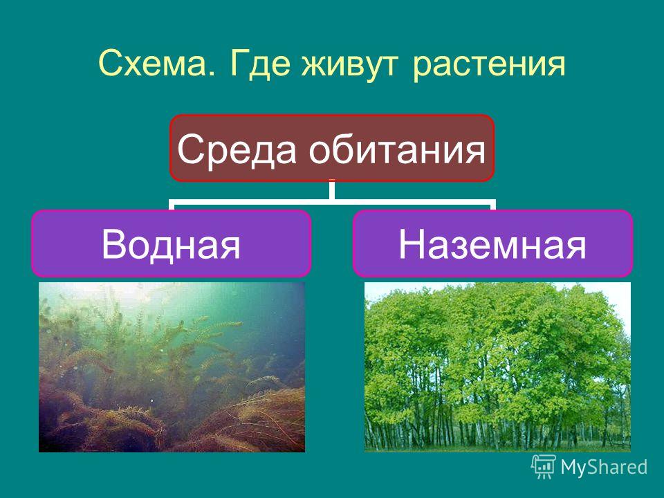 Реферат на тему цветковые растения для 6 класса