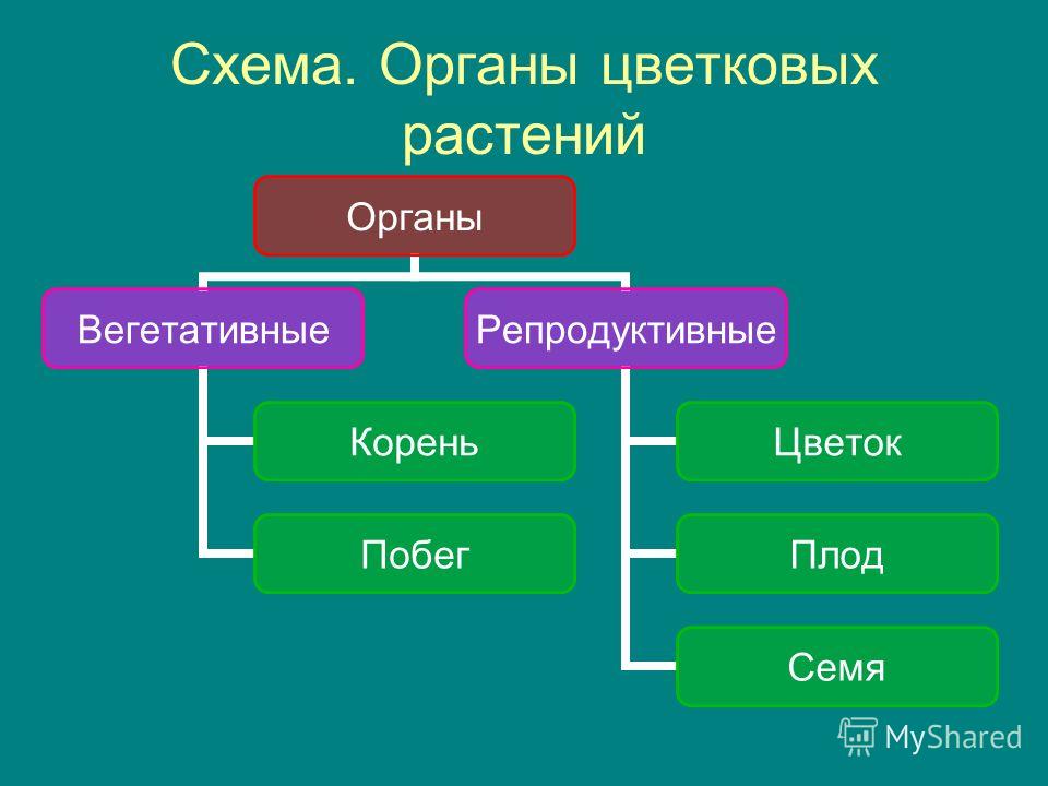 Доклад по биологии 6 класс цветковые растения