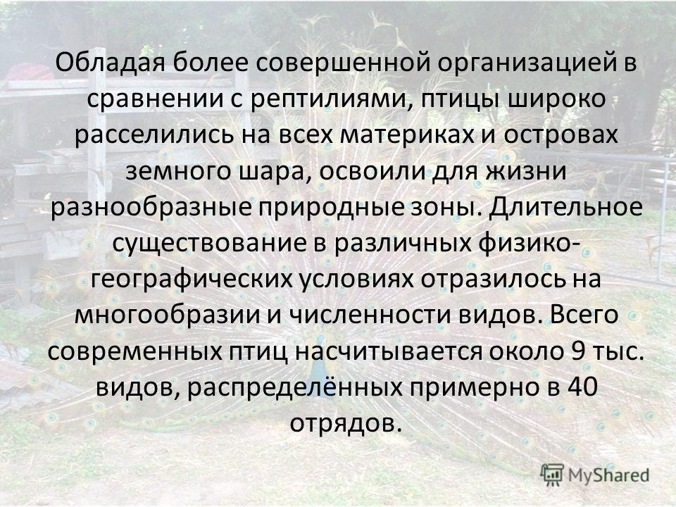 Скачать презентация на тему страусообразные нандуобразные Скачать презентацию на тему страусообразные нандуобразные