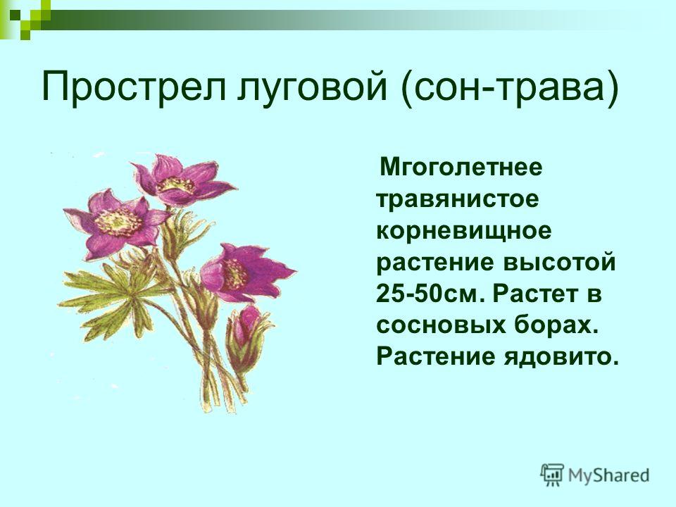 Реферат: Инвазионные виды растений Ярославской области