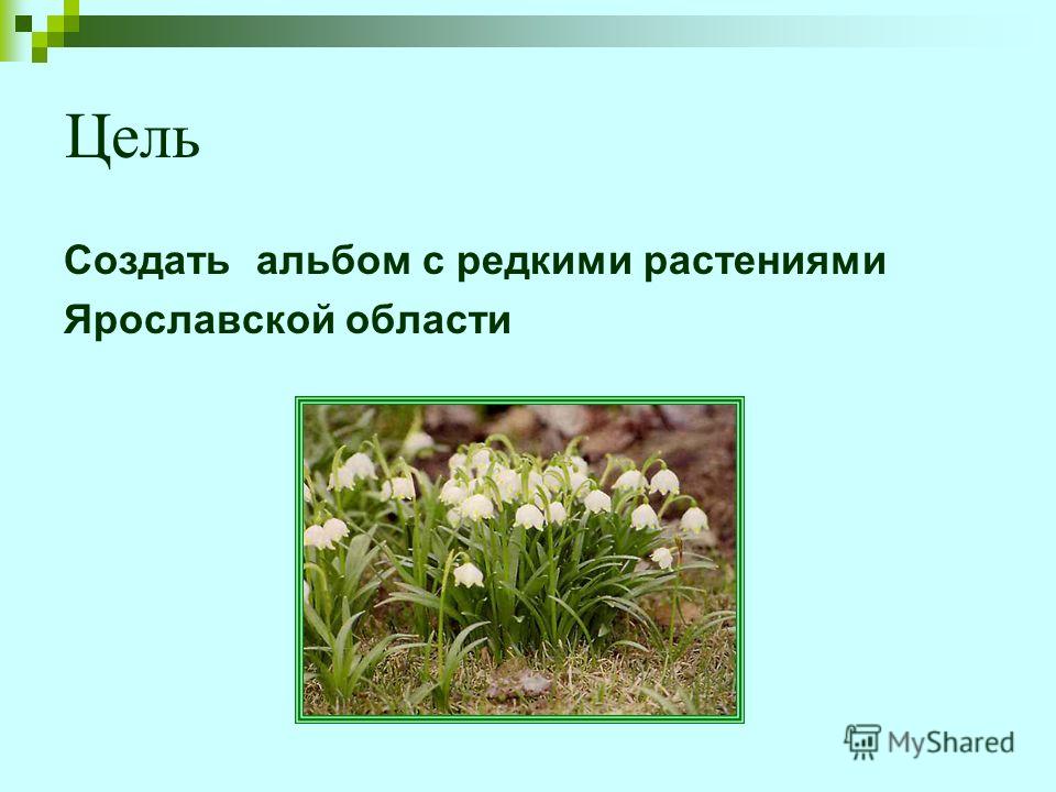 Реферат: Инвазионные виды растений Ярославской области Реферат: Инвазионные виды растений Ярославской области