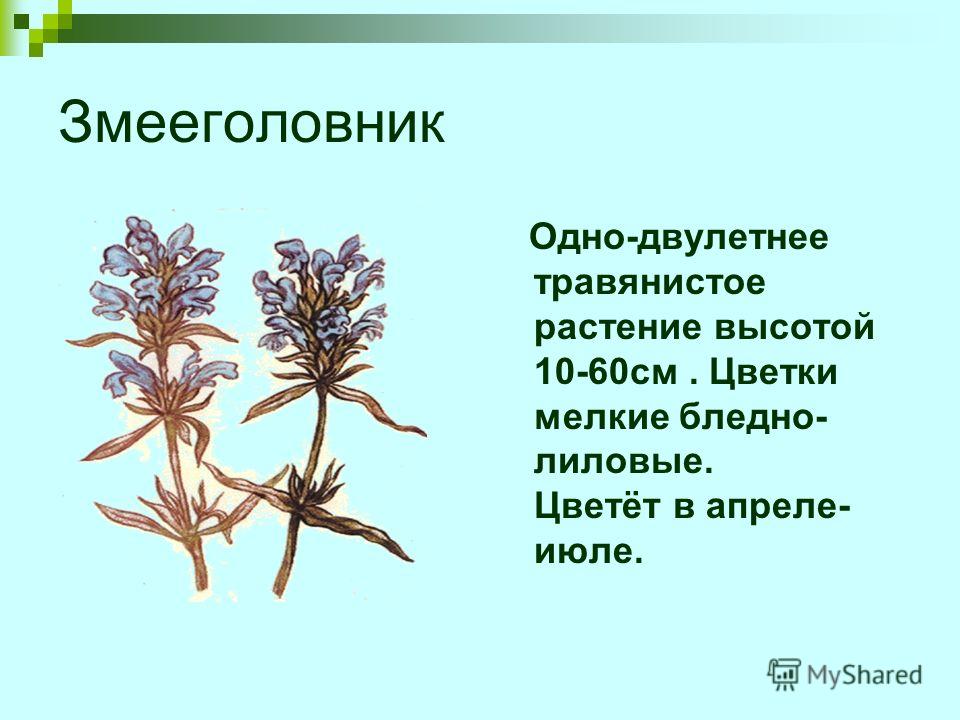 Реферат: Инвазионные виды растений Ярославской области Реферат: Инвазионные виды растений Ярославской области