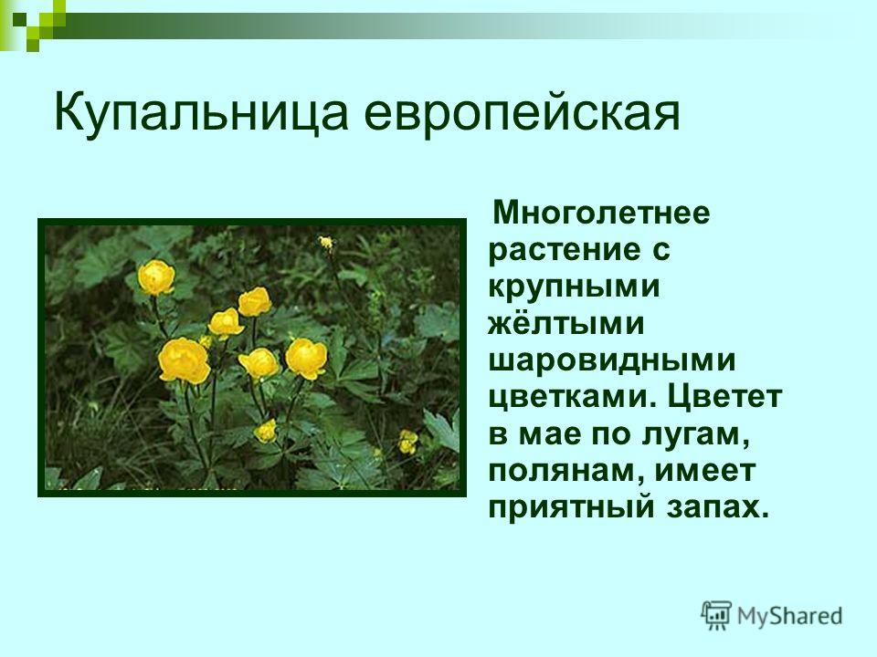 Реферат: Инвазионные виды растений Ярославской области Реферат: Инвазионные виды растений Ярославской области