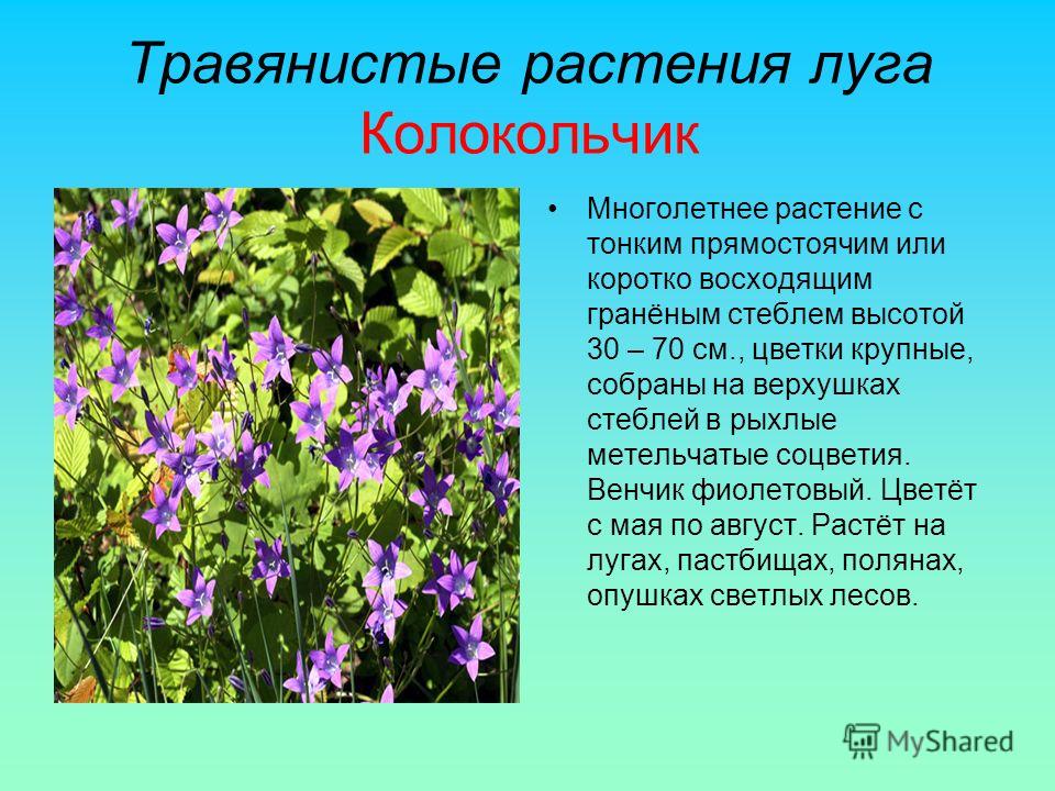 [PUNIQRANDLINE-(au-dating-names.txt) 42 Доклад на тему многолетнее растение 8536