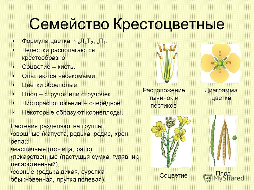 Семейство Крестоцветные Формула цветка: Ч 4 Л 4 Т 2+ 4 П 1. Лепестки располагаются крестообразно. Соцветие – кисть. Опыляются насекомыми. Цветки обоеполые. Плод – стручок или стручочек. Листорасположение – очерёдное. Некоторые образуют корнеплоды. Ди