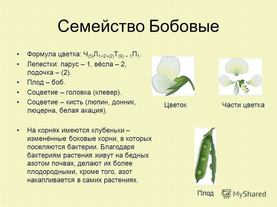 Семейство Бобовые Формула цветка: Ч (5) Л 1+2+(2) Т (9) + 1 П 1. Лепестки: парус – 1, вёсла – 2, лодочка – (2). Плод – боб. Соцветие – головка (клевер). Соцветие – кисть (люпин, донник, люцерна, белая акация). На корнях имеются клубеньки – изменённые