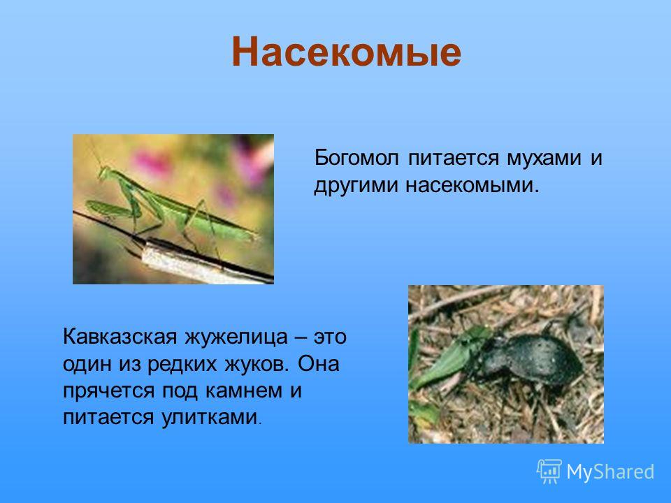 Богомол питается мухами и другими насекомыми. Кавказская жужелица – это один из редких жуков. Она прячется под камнем и питается улитками. Насекомые