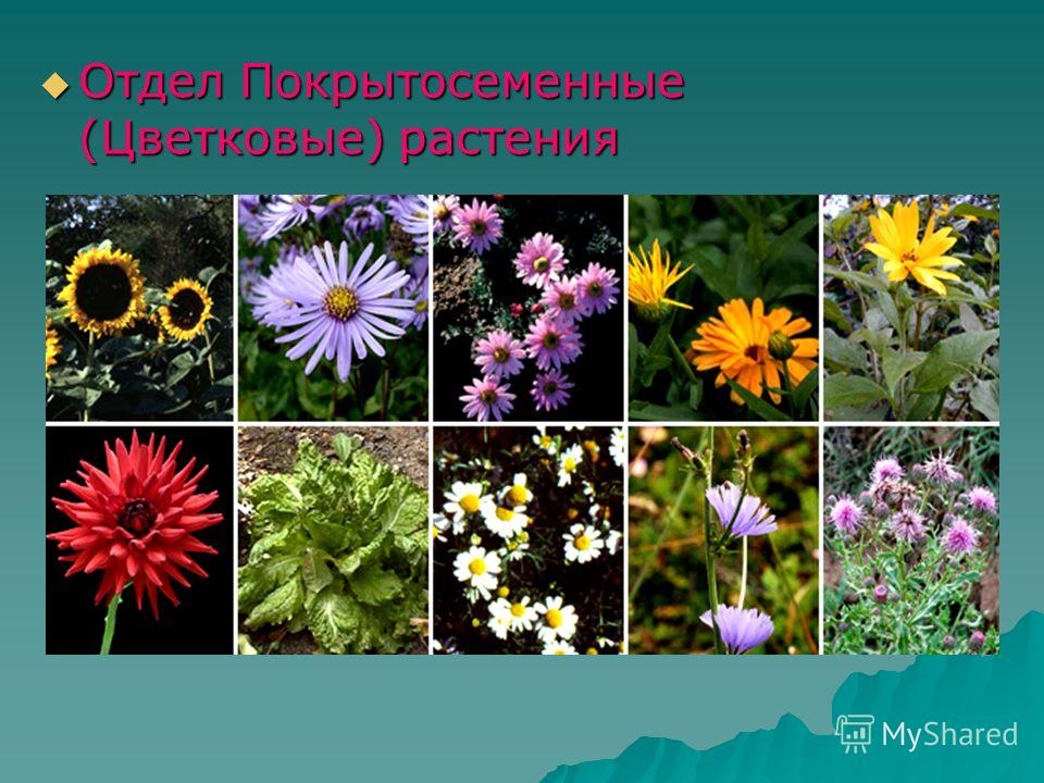Отдел Покрытосеменные (Цветковые) растения Отдел Покрытосеменные (Цветковые) растения