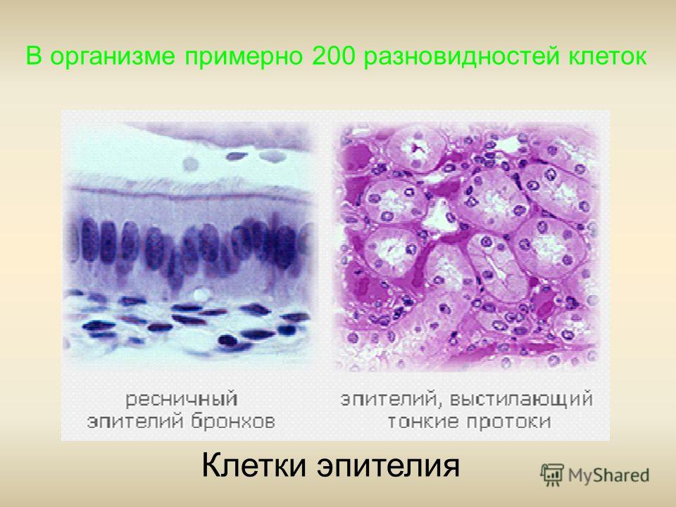 В организме примерно 200 разновидностей клеток Клетки эпителия