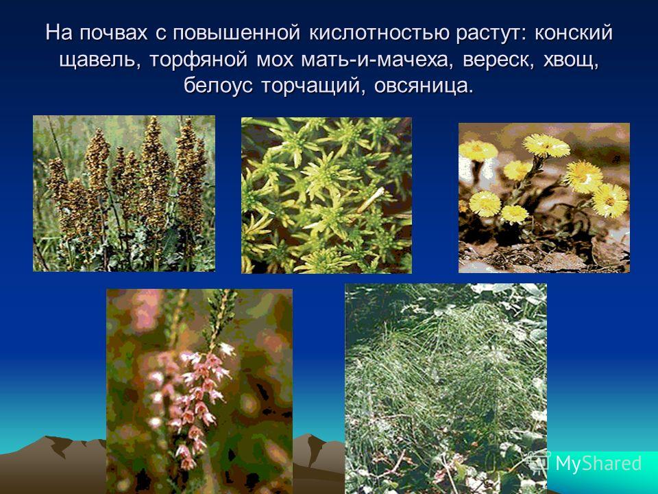 Является ли признаком кислой почвы мох является ли признаком кислой почвы мох