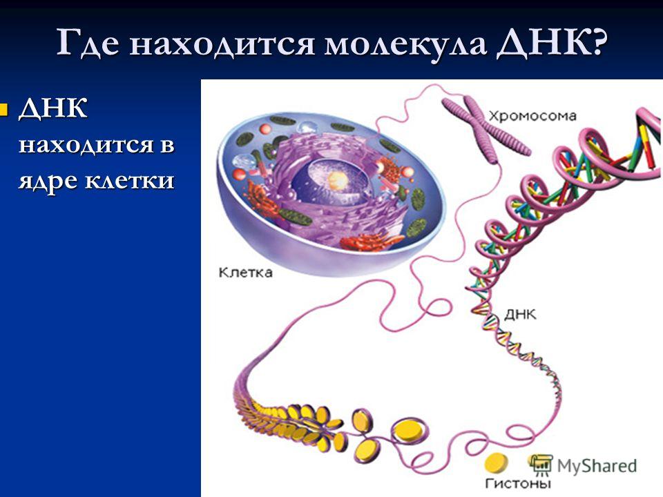 Где находится хромосомы клетки Где находится хромосомы клетки