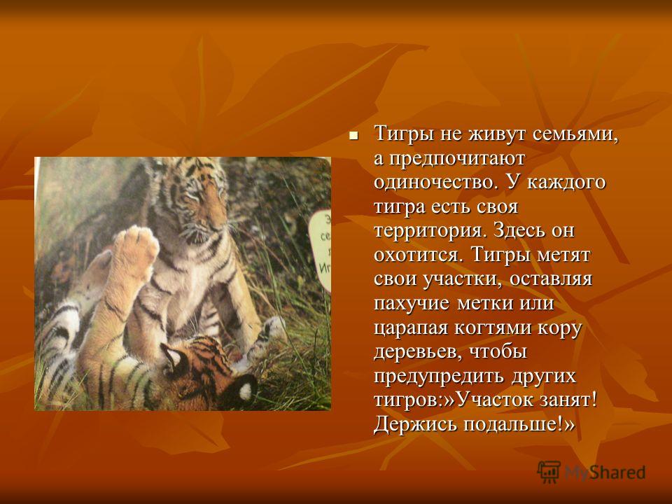 Тигры не живут семьями, а предпочитают одиночество. У каждого тигра есть своя территория. Здесь он охотится. Тигры метят свои участки, оставляя пахучие метки или царапая когтями кору деревьев, чтобы предупредить других тигров:»Участок занят! Держись 