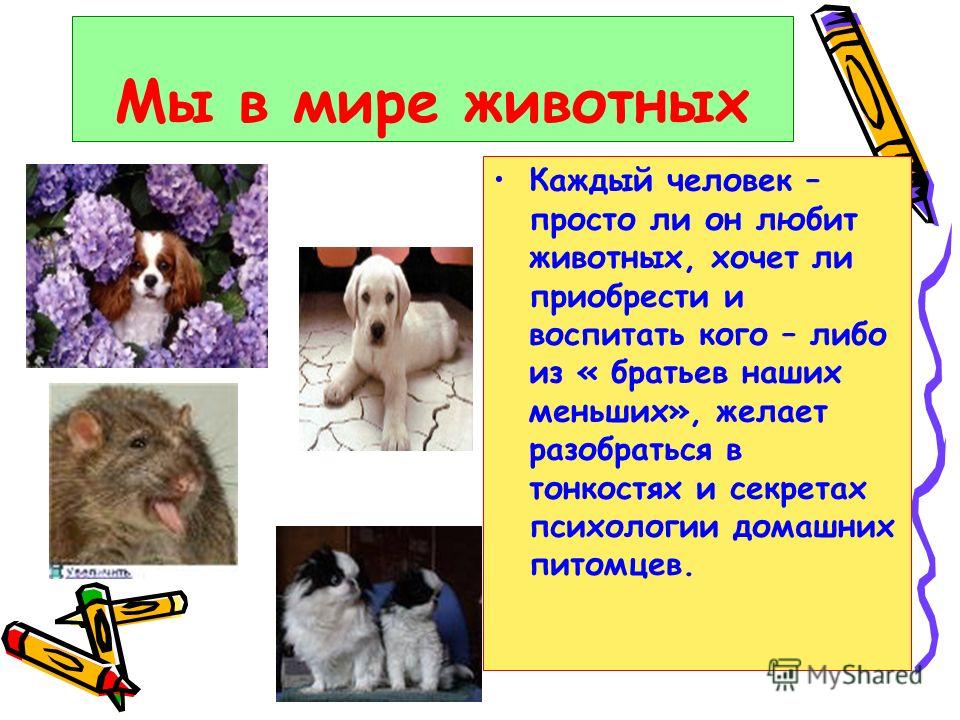 Почему животных называют меньшими братьями Почему животных называют меньшими братьями