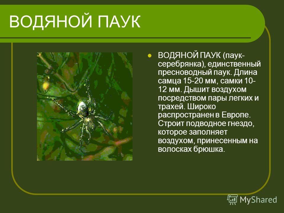 ВОДЯНОЙ ПАУК ВОДЯНОЙ ПАУК (паук- серебрянка), единственный пресноводный паук. Длина самца 15-20 мм, самки 10- 12 мм. Дышит воздухом посредством пары легких и трахей. Широко распространен в Европе. Строит подводное гнездо, которое заполняет воздухом, 