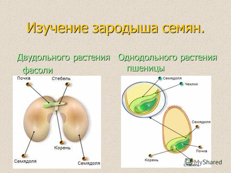 Изучение зародыша семян. Двудольного растения Двудольного растения фасоли фасоли Однодольного растения пшеницы