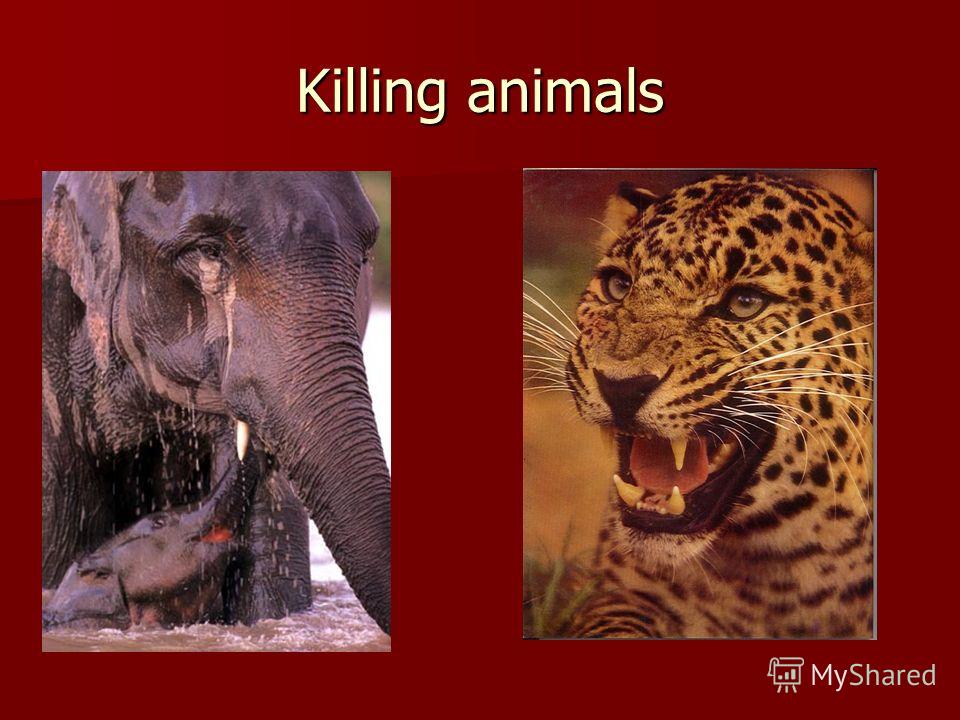 Killing animals