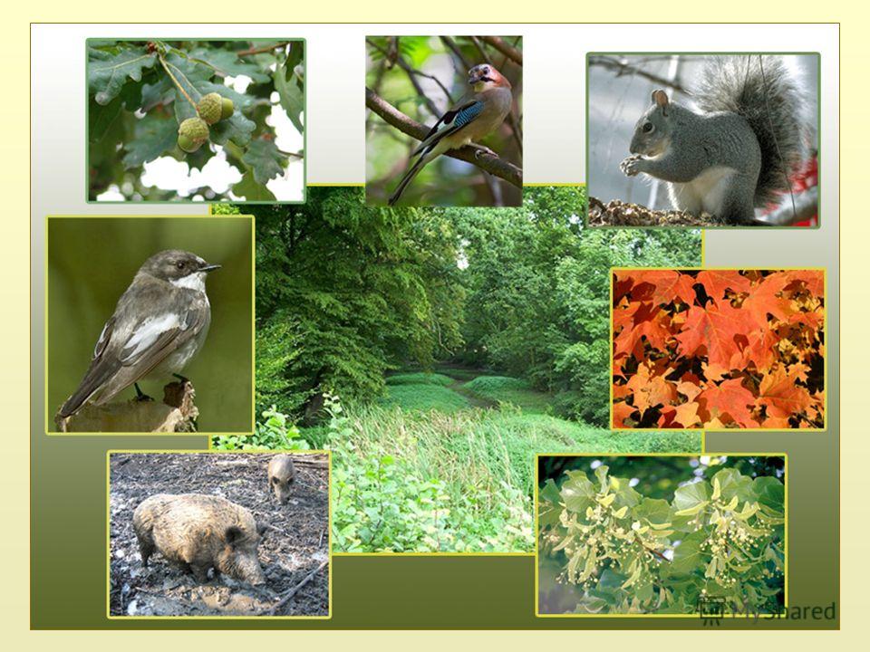 Презентация 5 класс природоведение как животные переносят неблагоприятные условия