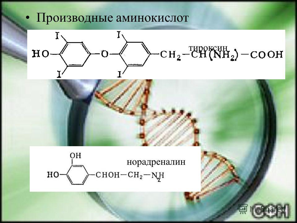 Производные аминокислот тироксин норадреналин