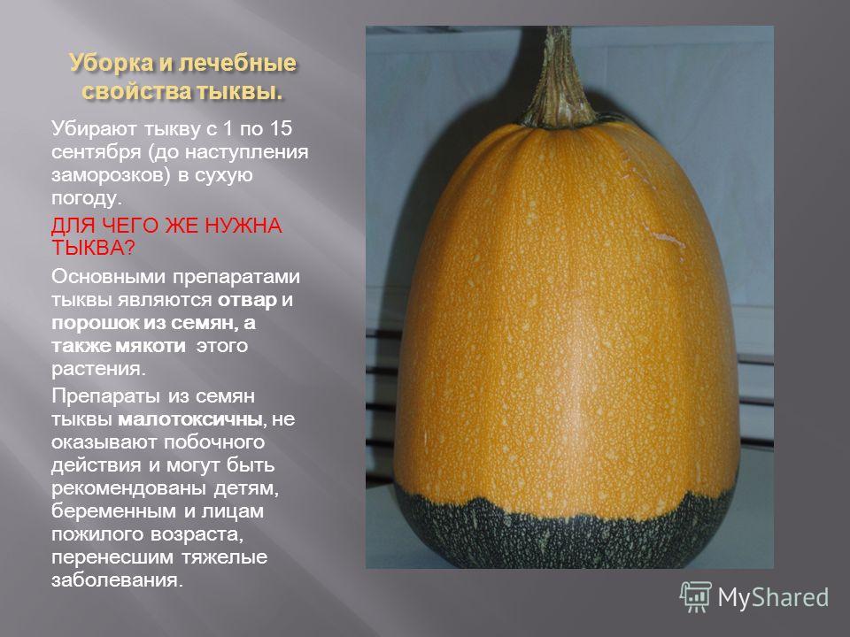 отвар из семян тыквы от паразитов отвар из семян тыквы от паразитов